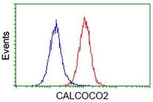 Image no. 4 for anti-Calcium Binding and Coiled-Coil Domain 2 (CALCOCO2) antibody (ABIN1497076) (CALCOCO2 antibody)