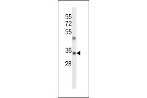 TMBIM1 Antibody (N-term) (ABIN657075 and ABIN2846238) western blot analysis in A549 cell line lysates (35 μg/lane). (TMBIM1 antibody  (N-Term))