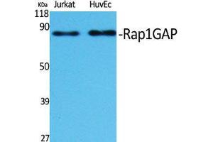 Western Blot (WB) analysis of specific cells using Rap1GAP Polyclonal Antibody. (RAP1GAP antibody  (C-Term))