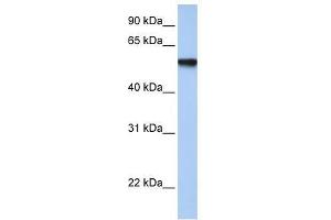 Western Blot showing TFAP2C antibody used at a concentration of 1. (TFAP2C antibody  (Middle Region))