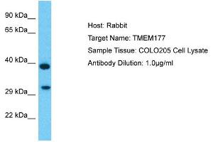 Host: Rabbit Target Name: TMEM177 Sample Type: COLO205 Whole Cell lysates Antibody Dilution: 1. (TMEM177 antibody  (C-Term))