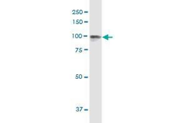 CDH26 antibody  (AA 1-165)