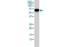 CORO1B monoclonal antibody (M01), clone 1E7 Western Blot analysis of CORO1B expression in Hela S3 NE . (CORO1B antibody  (AA 1-489))