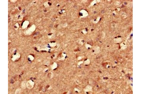 MYRIP antibody  (AA 387-689)