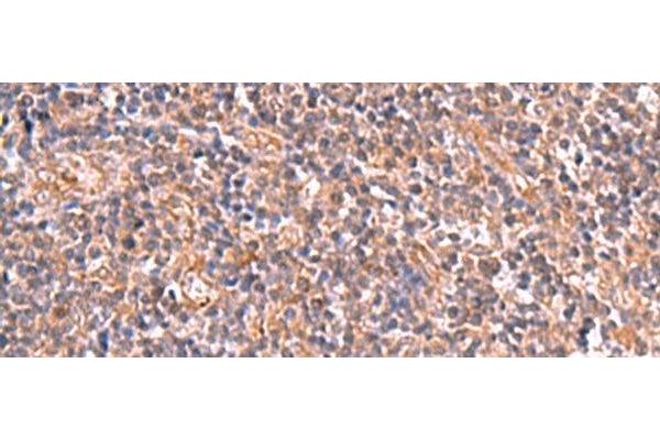 UBAC1 antibody