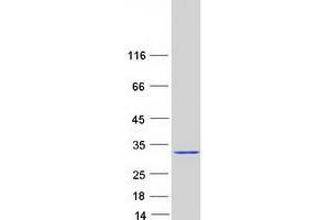 Western Blotting (WB) image for CASP8 and FADD-Like Apoptosis Regulator (CFLAR) (Transcript Variant 3) protein (Myc-DYKDDDDK Tag) (ABIN2713943)