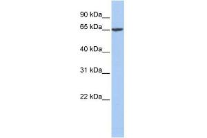Fibrinogen Alpha antibody used at 1 ug/ml to detect target protein. (FGA antibody  (Middle Region))