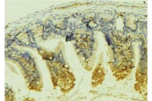 INSL5 antibody