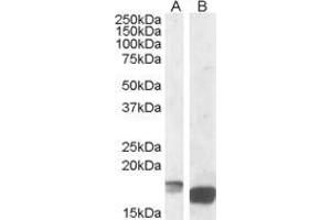Antibody (1µg/ml) staining of Mouse Kidney lysate (A) and of Mouse Spleen lysate (B) (35µg protein in RIPA buffer). (TSPO antibody  (C-Term))
