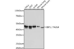 PA2G4 antibody