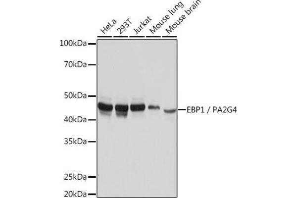 PA2G4 antibody