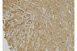 ABIN6272879 at 1/100 staining Mouse muscle tissue by IHC-P. (PRKCDBP antibody  (Internal Region))