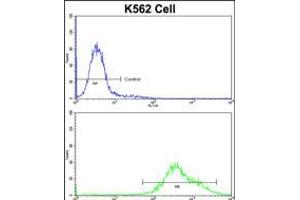 Flow cytometric analysis of K562 cells using PAX3 Antibody (N-term)(bottom histogram) compared to a negative control cell (top histogram)FITC-conjugated goat-anti-rabbit secondary antibodies were used for the analysis. (Paired Box 3 antibody  (N-Term))