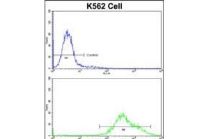 Flow cytometric analysis of K562 cells using PAX3 Antibody (N-term)(bottom histogram) compared to a negative control cell (top histogram)FITC-conjugated goat-anti-rabbit secondary antibodies were used for the analysis. (Paired Box 3 antibody  (N-Term))