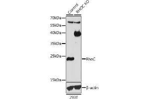Western blot analysis of extracts from normal (control) and RhoC knockout (KO) 293T cells, using RhoC antibody (ABIN3021332, ABIN3021333, ABIN3021334 and ABIN1513483) at 1:1000 dilution. (RHOC antibody  (AA 1-193))