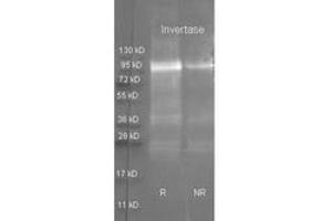 Image no. 1 for anti-Invertase antibody (Texas Red (TR)) (ABIN799705) (Invertase antibody  (Texas Red (TR)))