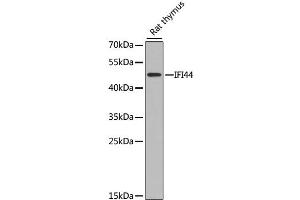 Western blot analysis of extracts of rat thymus, using IFI44 antibody. (IFI44 antibody)