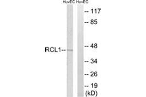 Western Blotting (WB) image for anti-RNA Terminal Phosphate Cyclase-Like 1 (RCL1) (AA 324-373) antibody (ABIN2890600) (RCL1 antibody  (AA 324-373))