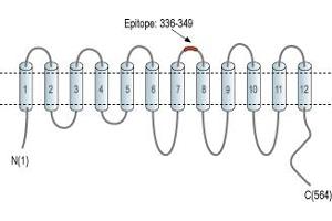 Representative domain view of the target of ABIN7043731.