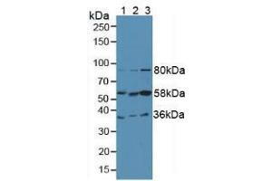 Western blot analysis of (1) Human Liver Tissue, (2) Human HepG2 Cells and (3) Human HeLa cells.