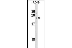 DNAJC5B Antibody (Center) (ABIN1538501 and ABIN2849474) western blot analysis in A549 cell line lysates (35 μg/lane). (DNAJC5B antibody  (AA 58-84))