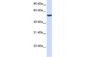 PHF10 antibody used at 1 ug/ml to detect target protein. (PHF10 antibody  (Middle Region))