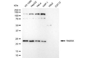 Western blotting analysis using RAB5A antibody (ABIN7800099). (Recombinant RAB5 antibody)
