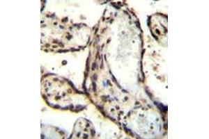 Immunohistochemistry analysis in formalin fixed and paraffin embedded human placenta tissue reacted with AP52035PU-N followed by peroxidase conjugation of the secondary antibody and DAB staining.