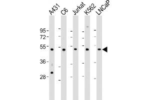 All lanes : Anti-CDC37 Antibody (Center) at 1:2000 dilution Lane 1: A431 whole cell lysate Lane 2: C6 whole cell lysate Lane 3: Jurkat whole cell lysate Lane 4: K562 whole cell lysate Lane 5: LNCaP whole cell lysate Lysates/proteins at 20 μg per lane. (CDC37 antibody  (AA 116-144))