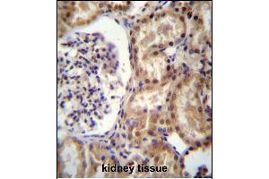 RNF43 Antibody (C-term) (ABIN657128 and ABIN2846272) immunohistochemistry analysis in formalin fixed and paraffin embedded human kidney tissue followed by peroxidase conjugation of the secondary antibody and DAB staining. (RNF43 antibody  (C-Term))
