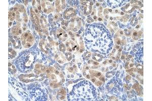 ARMCX6 antibody was used for immunohistochemistry at a concentration of 4-8 ug/ml to stain Epithelial cells of renal tubule (arrows) in Human Kidney.