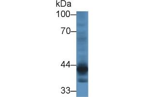 Western blot analysis of Human HeLa cell lysate, using Mouse CRTAP Antibody (1 µg/ml) and HRP-conjugated Goat Anti-Rabbit antibody (
