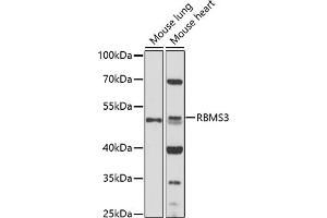 Western blot analysis of extracts of various cell lines, using RBMS3 antibody (ABIN7270096) at 1:1000 dilution. (RBMS3 antibody  (AA 334-433))