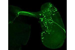 Immunofluorescence Microscopy of Chicken anti-GFP antibody. (GFP antibody)