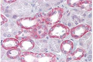 Anti-Klotho antibody IHC staining of human kidney. (Klotho antibody  (AA 251-300))