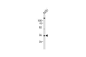 Western blot analysis of lysate from A431 cell line, using UTF1 Antibody (Center) (ABIN6242684 and ABIN6577811). (UTF1 antibody  (AA 164-199))