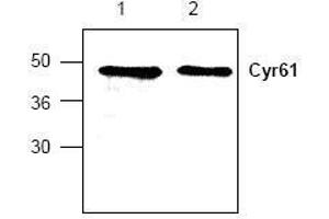 Image no. 1 for anti-Cysteine-Rich, Angiogenic Inducer, 61 (CYR61) antibody (ABIN127279) (CYR61 antibody)