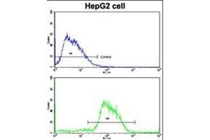 Flow cytometric analysis of HepG2 cells using CDH4 Antibody (N-term)(bottom histogram) compared to a negative control cell (top histogram). (Cadherin 4 antibody  (N-Term))