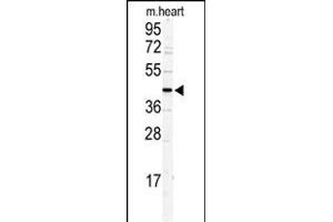 Western blot analysis of DCC1 antibody (N-term) (ABIN389400 and ABIN2839490) in mouse heart tissue lysates (35 μg/lane). (DSCC1 antibody  (N-Term))