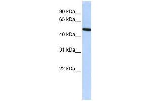 VTN antibody used at 0.