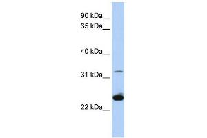 PLP1 antibody used at 1 ug/ml to detect target protein.