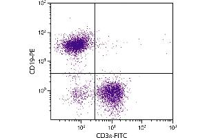 BALB/c mouse splenocytes were stained with Rat Anti-Mouse CD19-PE. (CD19 antibody  (PE))