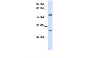 ransfected 293T cell lysate. (TMEM127 antibody  (AA 110-159))