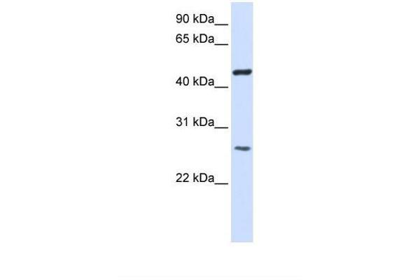 TMEM127 antibody  (AA 110-159)