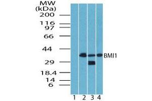 Image no. 1 for anti-BMI1 Polycomb Ring Finger Oncogene (BMI1) (AA 270-320) antibody (ABIN960099) (BMI1 antibody  (AA 270-320))
