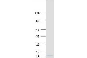 Validation with Western Blot (RPS27L Protein (Myc-DYKDDDDK Tag))