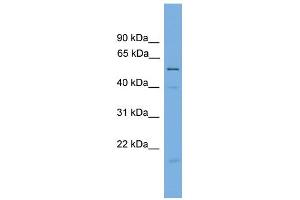 WB Suggested Anti-BECN1 Antibody Titration: 0. (Beclin 1 antibody  (Middle Region))
