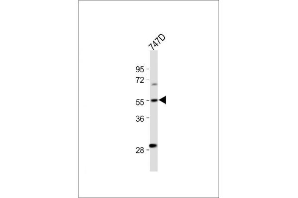 CYP27B1 antibody  (C-Term)