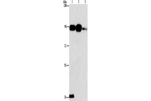 Western Blotting (WB) image for anti-Phospholipase A2, Group IVB (Cytosolic) (PLA2G4B) antibody (ABIN2432875) (PLA2G4B antibody)