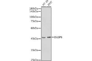 Western blot analysis of extracts of various cell lines, using DUSP6 antibody (ABIN3017520, ABIN3017521, ABIN3017522 and ABIN6220131) at 1:1000 dilution. (DUSP6 antibody  (AA 1-170))